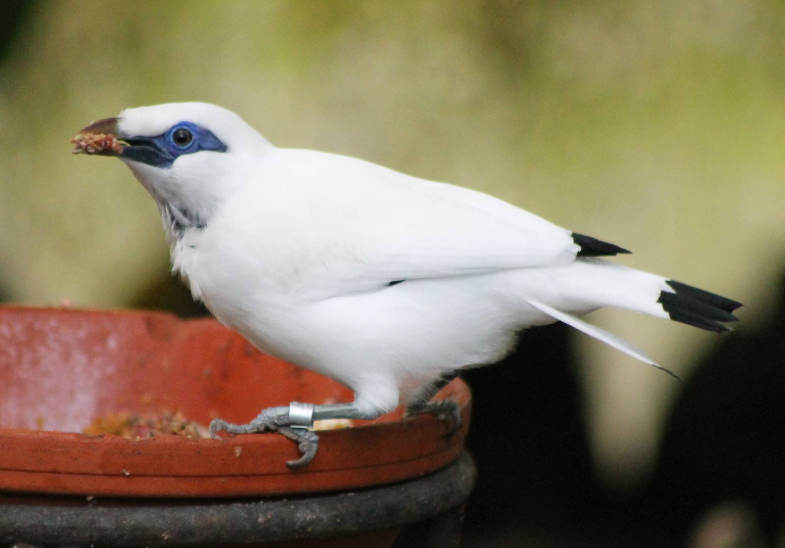 Bali mynah