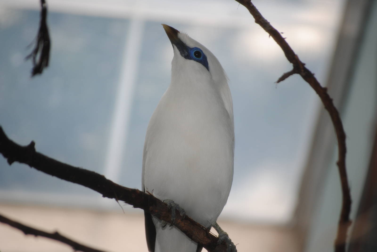 Bali Mynah