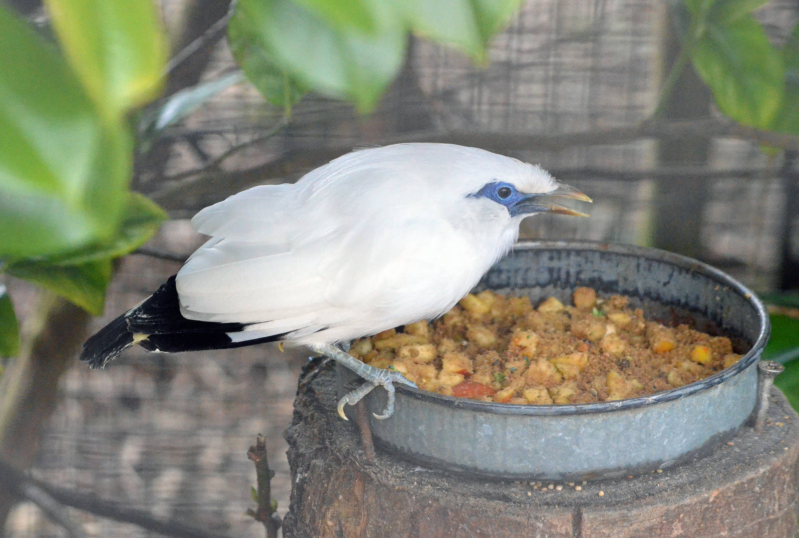 Bali mynah