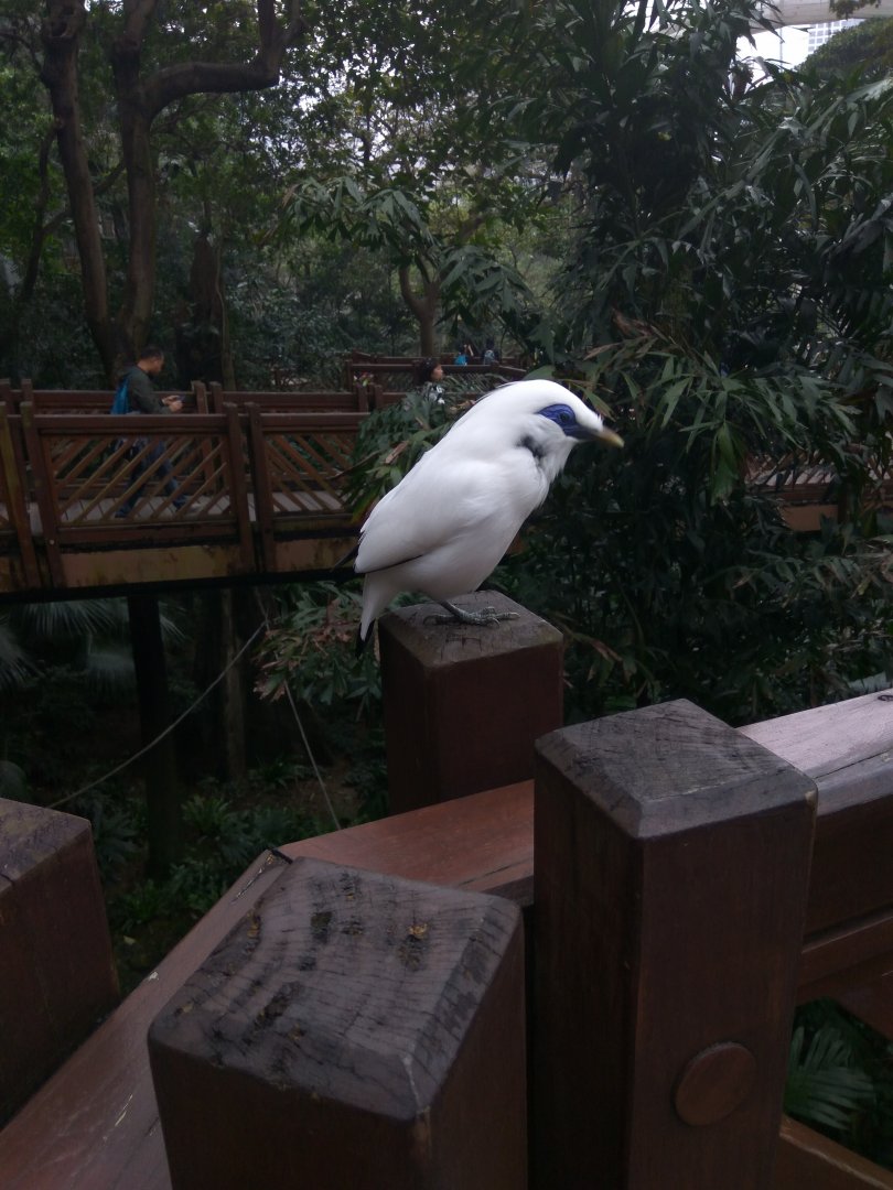 Bali mynah