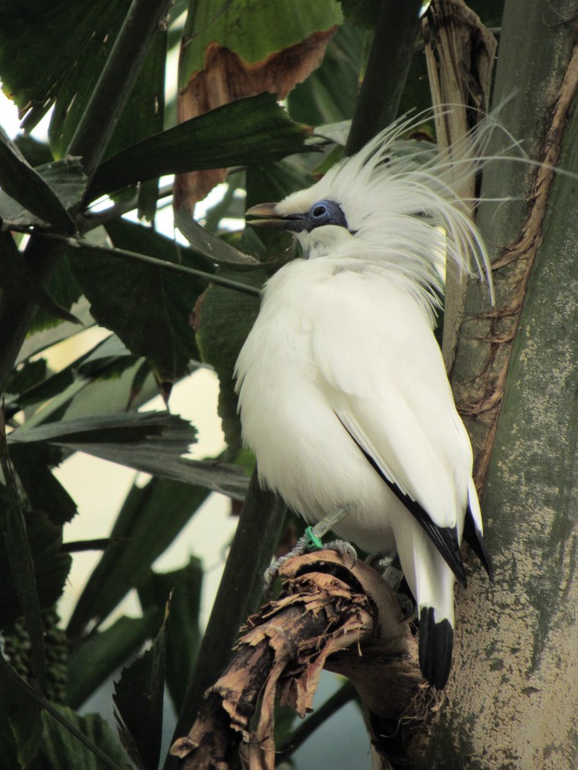 Bali mynah