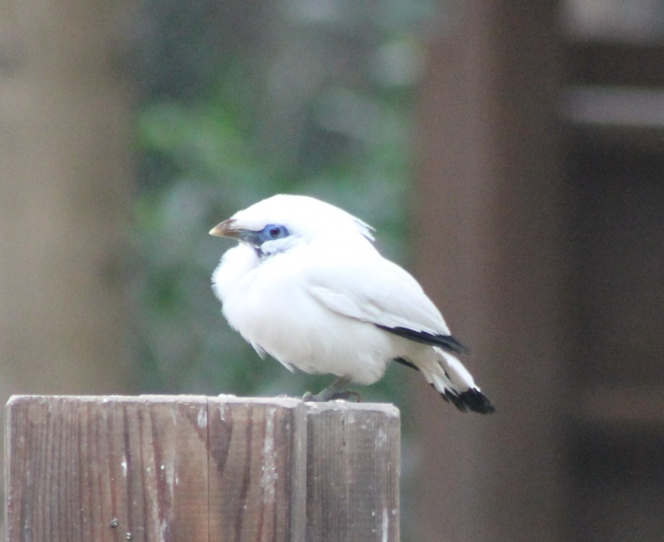Bali mynah