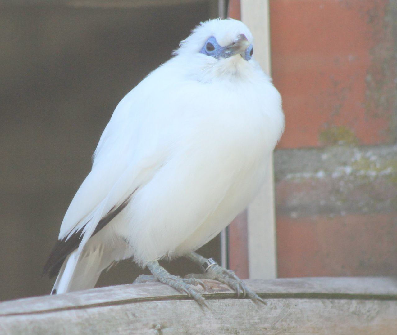 Bali mynah
