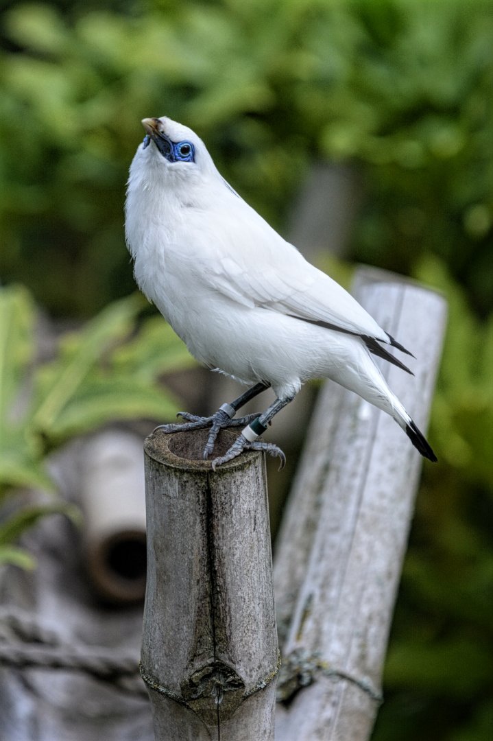 Bali Mynah