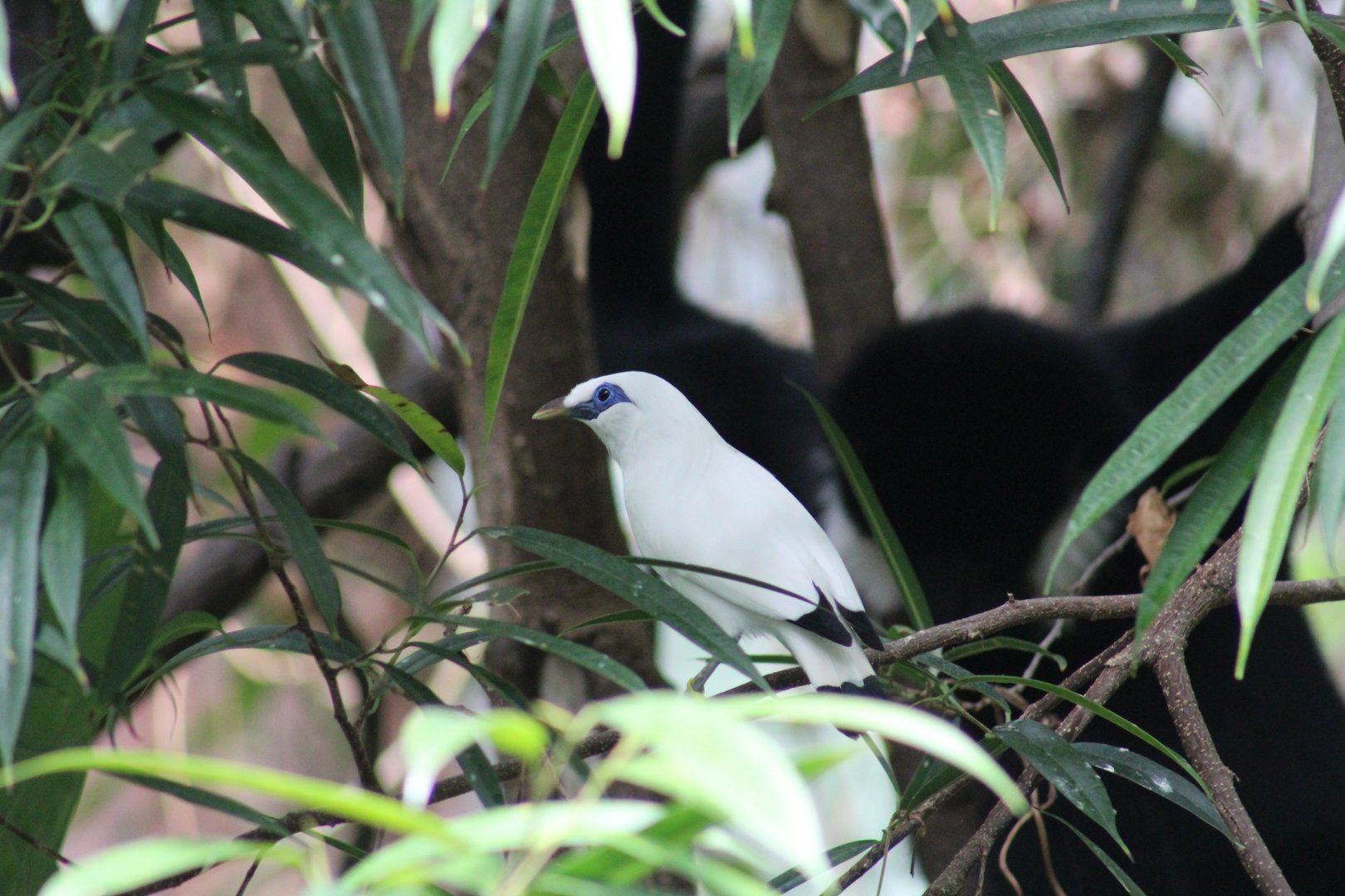 Bali Mynah