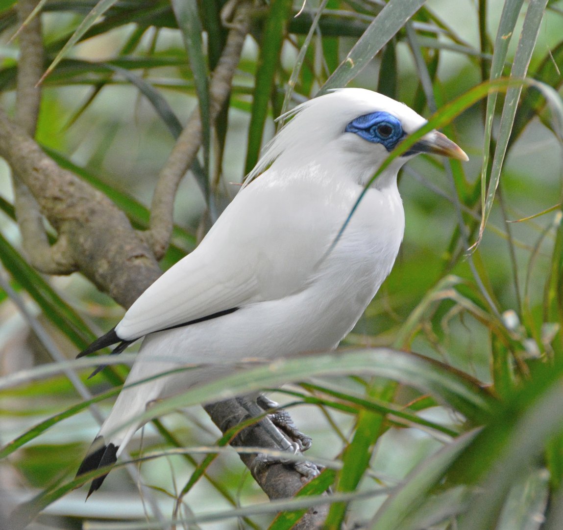 Bali mynah
