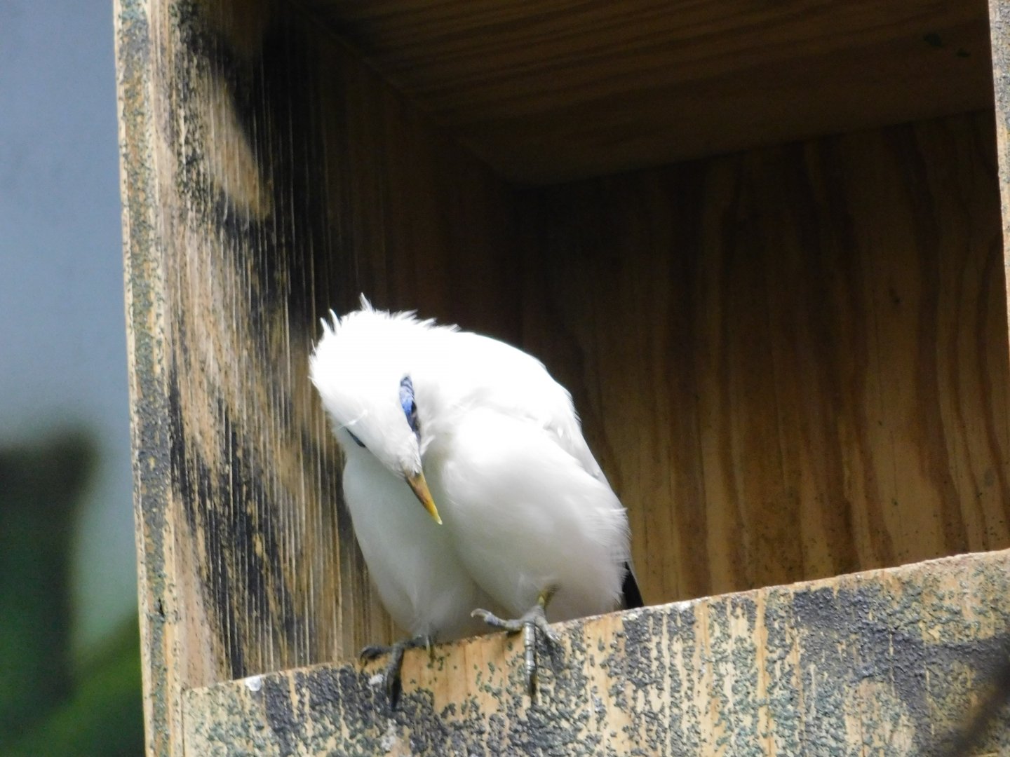 Bali Mynah