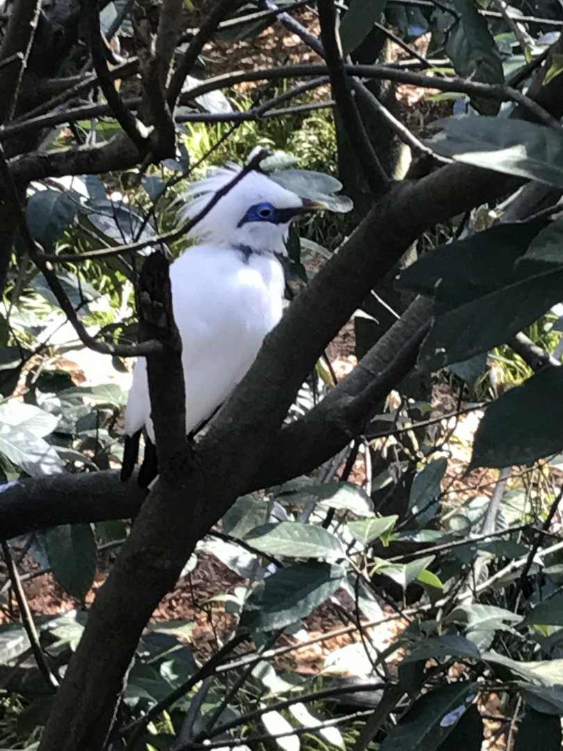Bali mynah