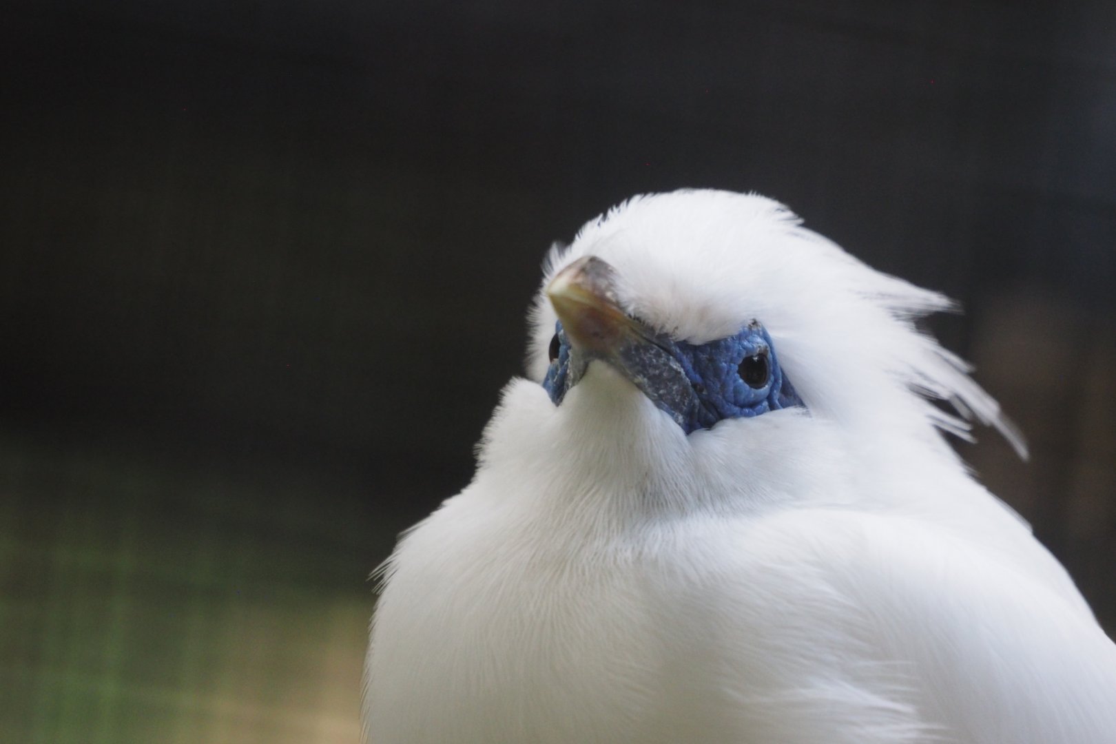 Bali mynah