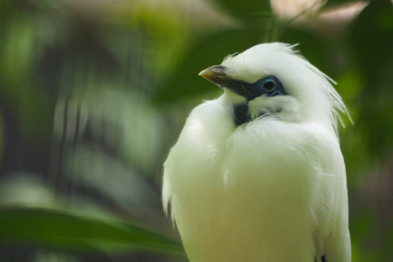 Bali mynah