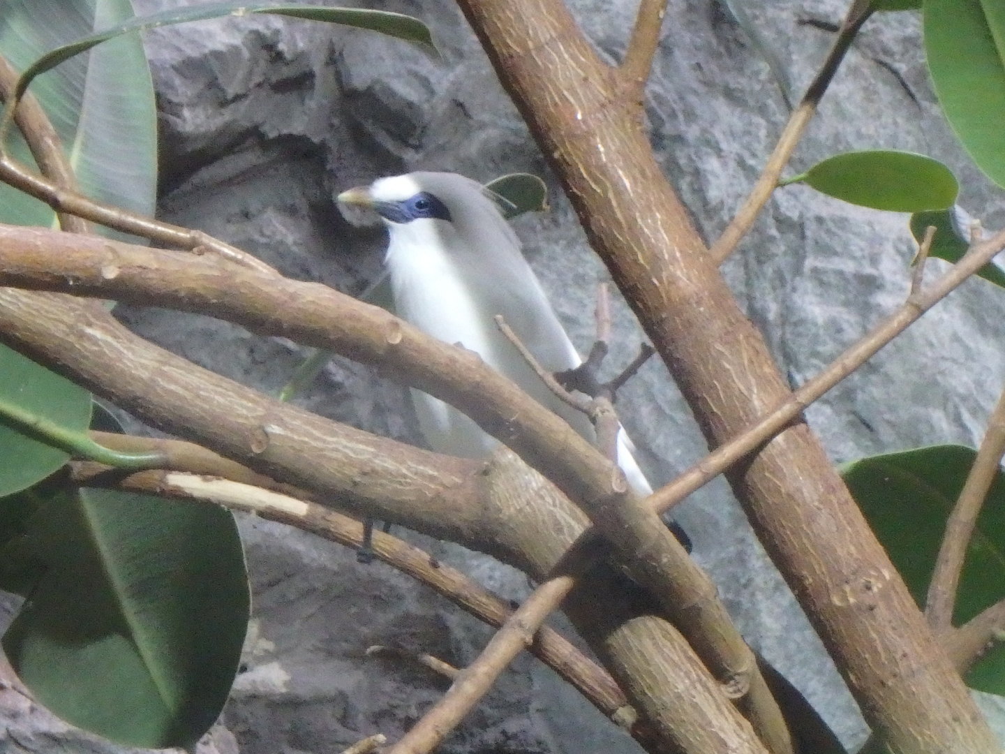 Bali mynah