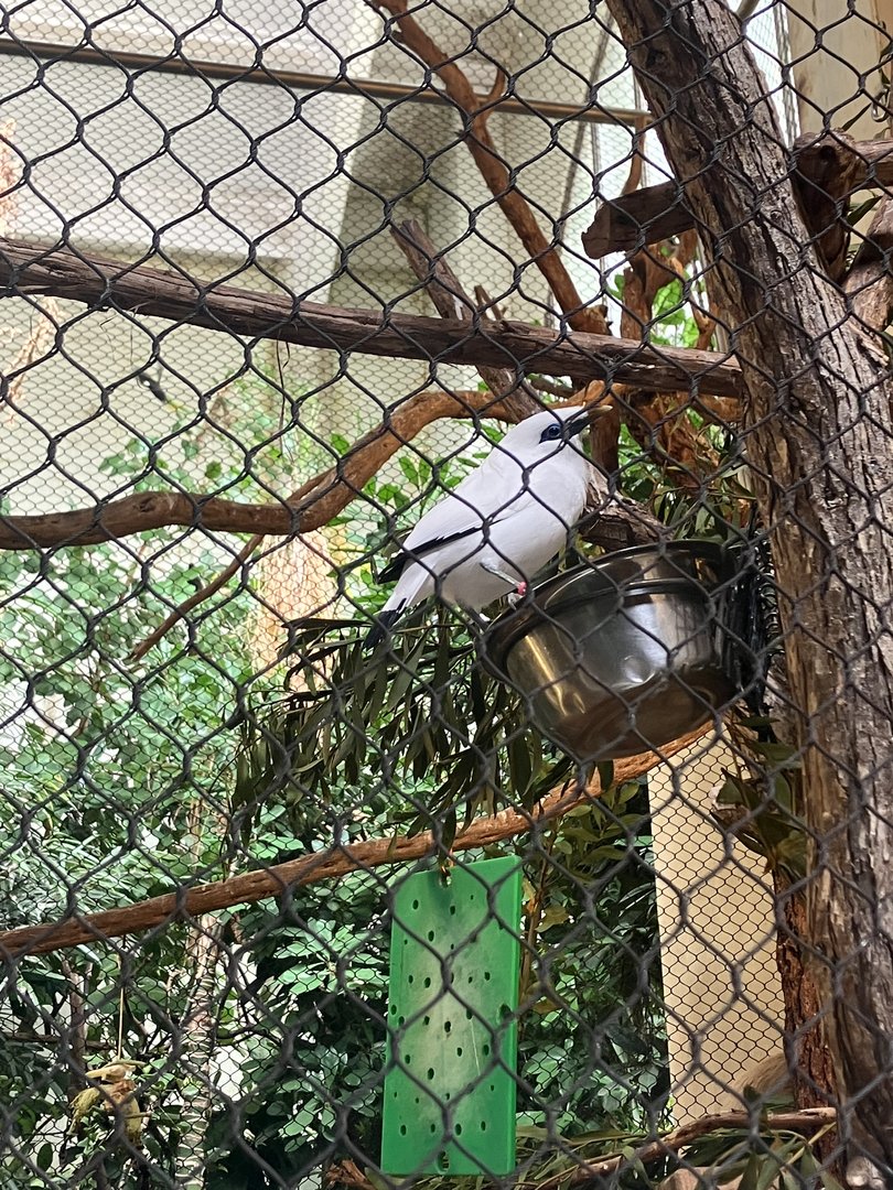 Bali Mynah