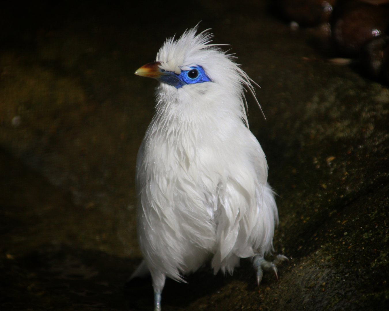 Bali Mynah
