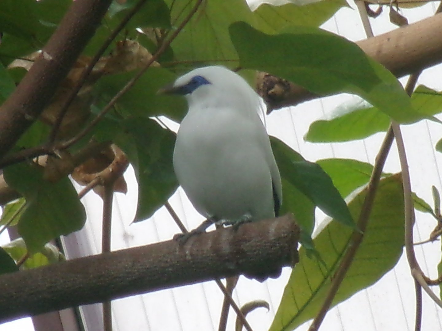 Bali mynah