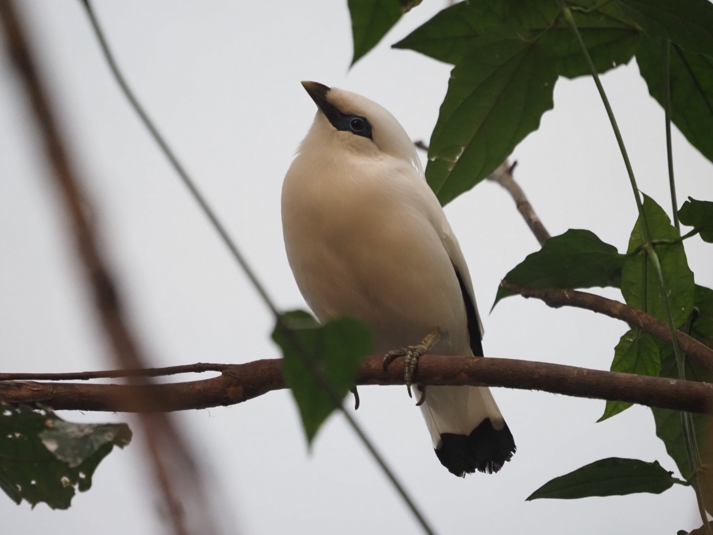 Bali Mynah