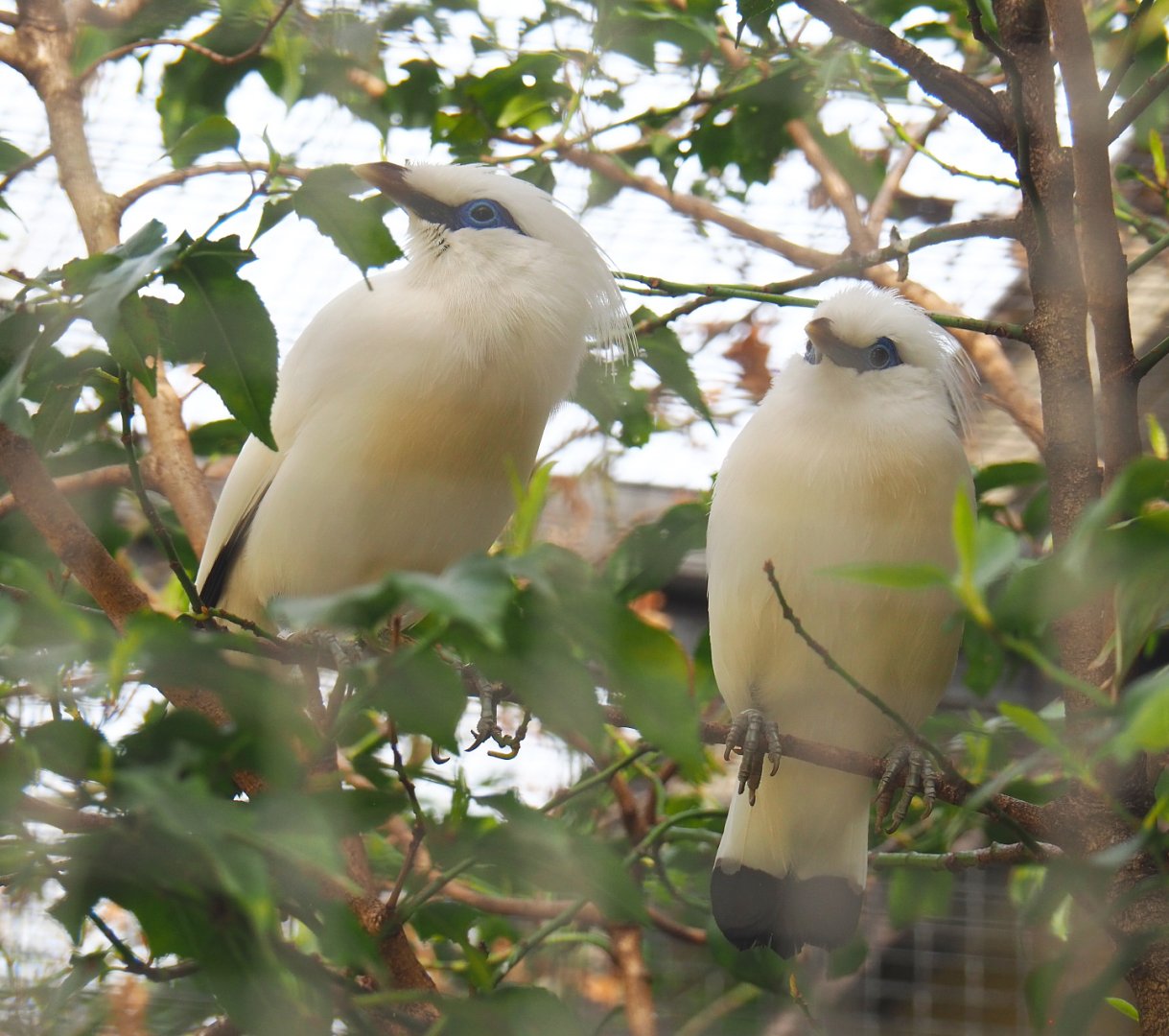 Bali mynas (Leucopsar rothschildi), 2022-03-16