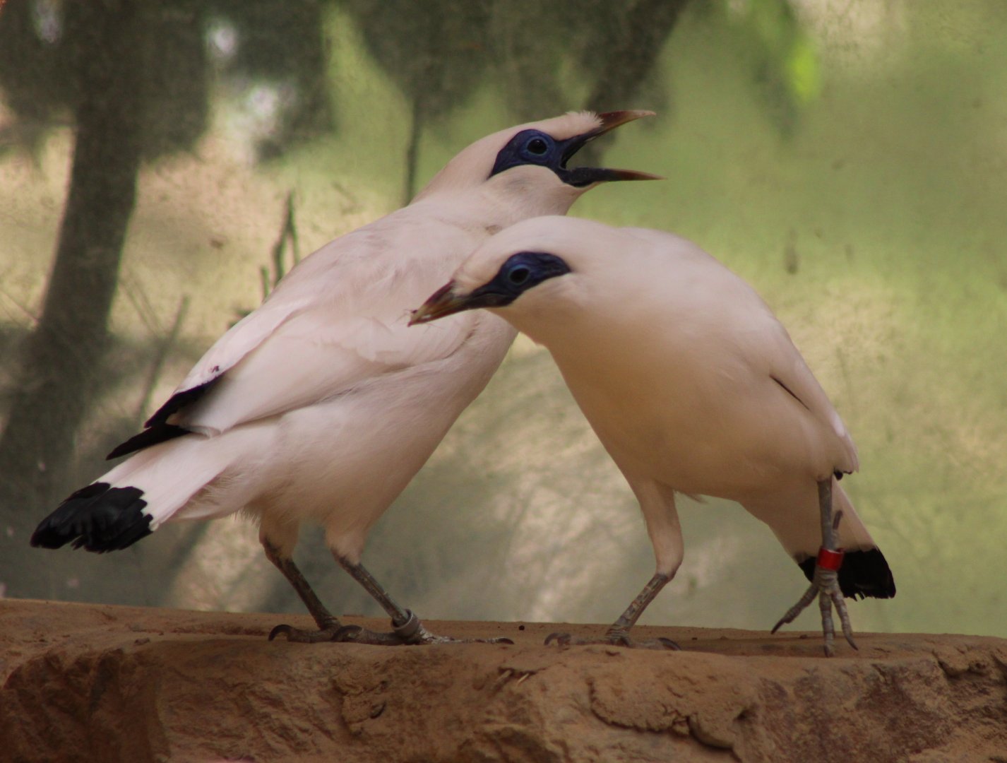 Bali myna's