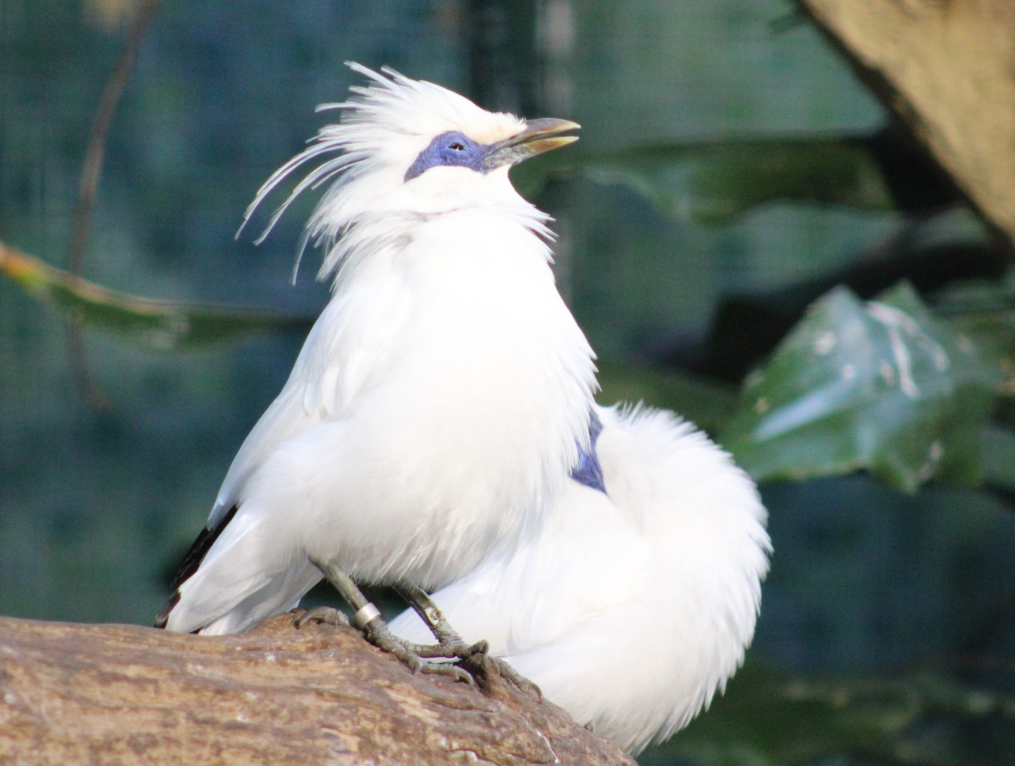 Bali myna's