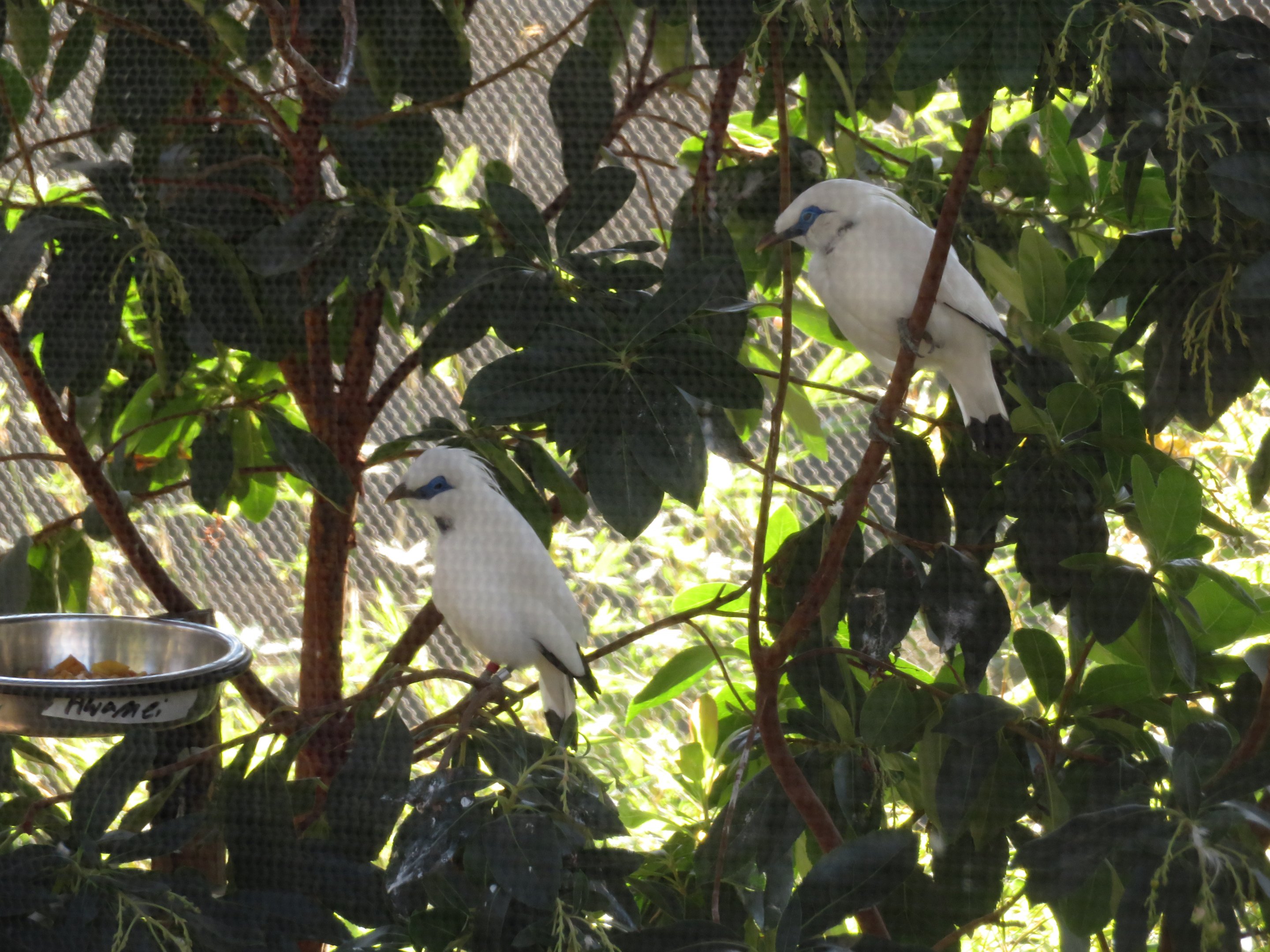 Bali Mynas