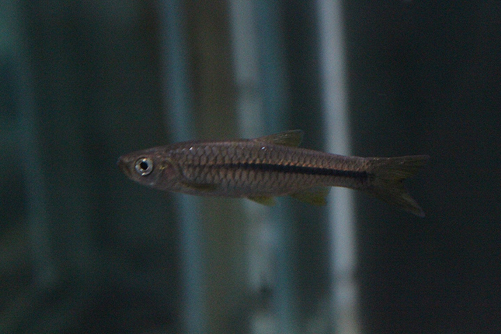 Bali rasbora (Rasbora cf. baliensis) - Animalium BRIN