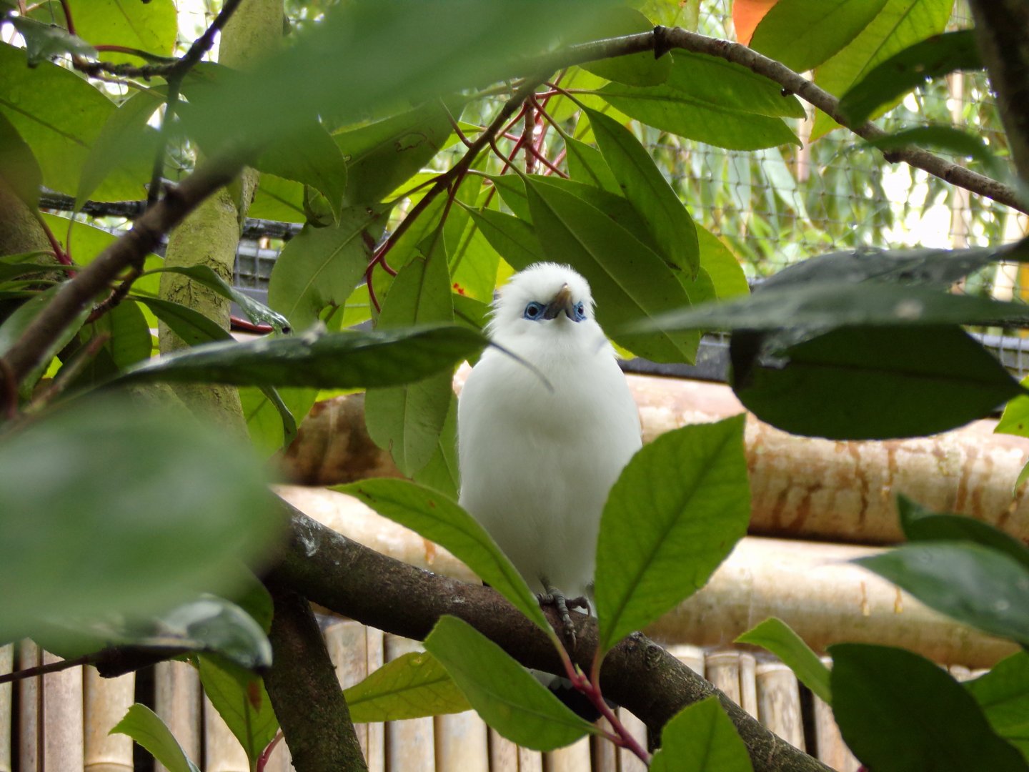 Bali starling 29.6.24