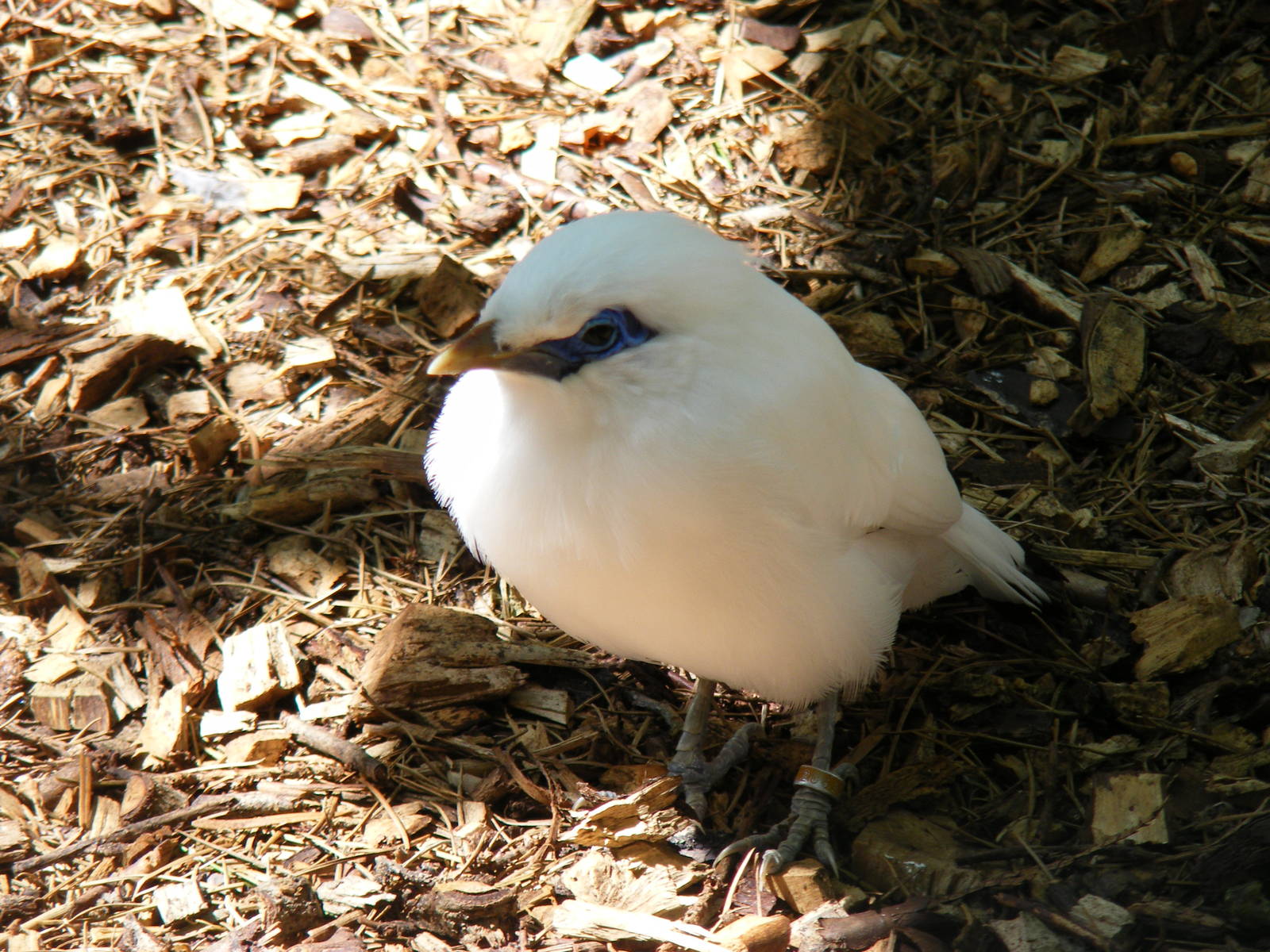 Bali starling at Birdworld, 20 June 2010