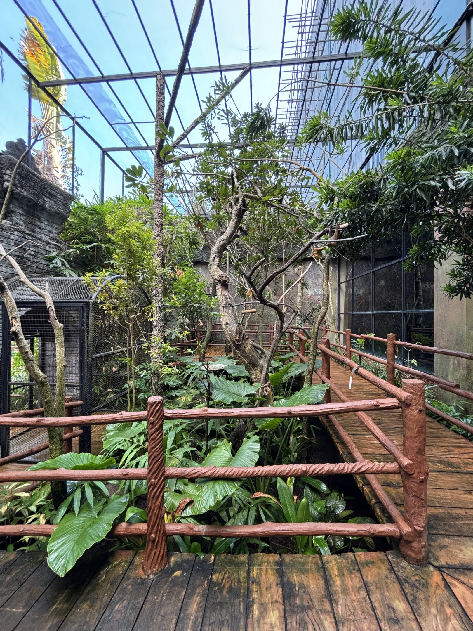 Bali Starling Aviary - wonderful!