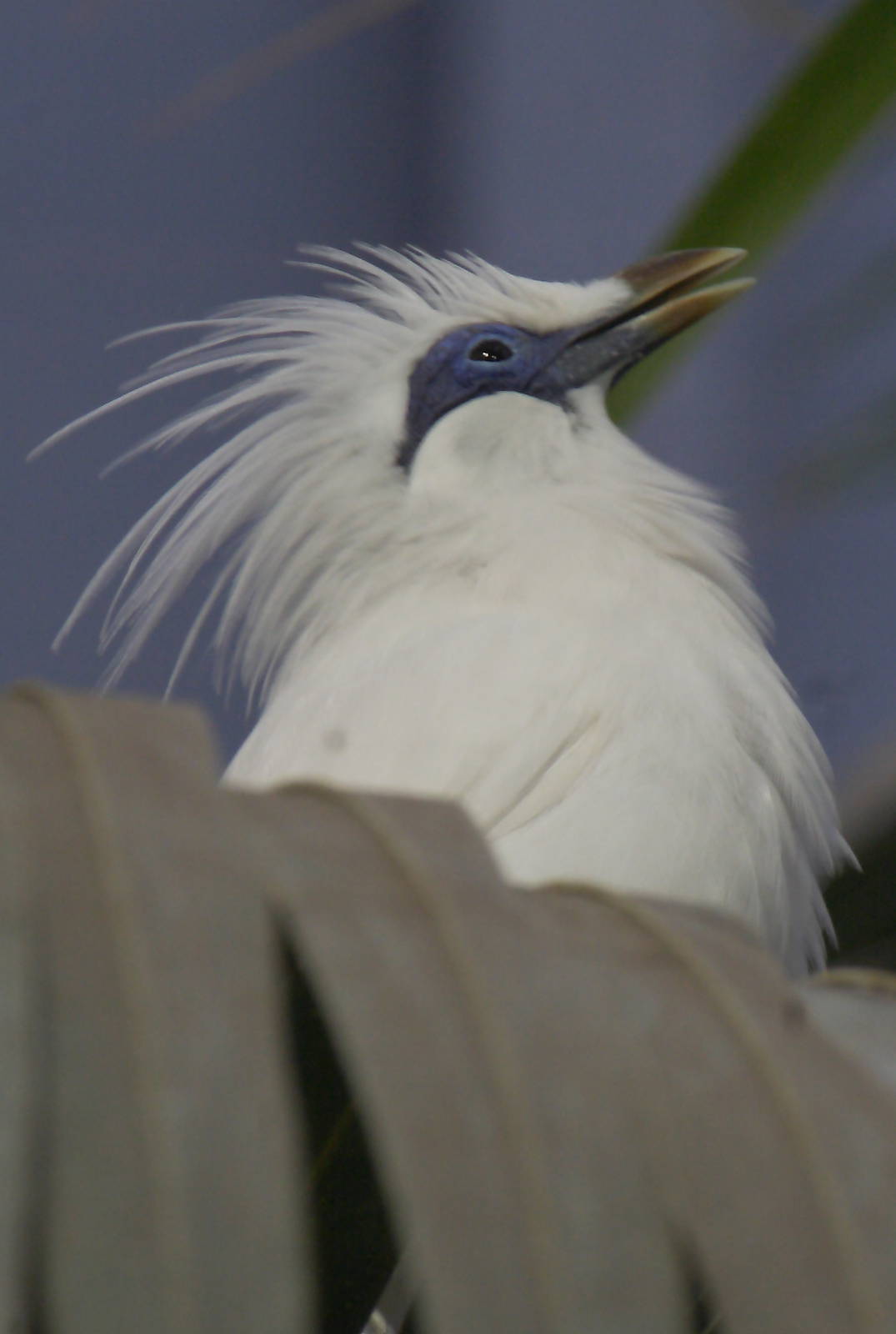 Bali starling displaying crest