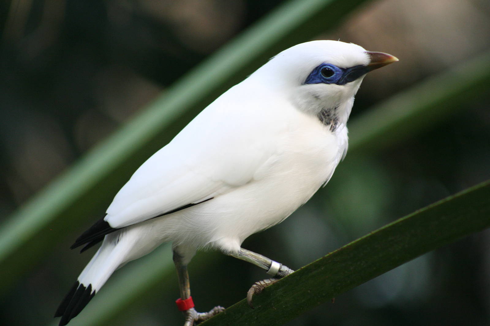 Bali Starling @ Edinburgh; 19.10.2014