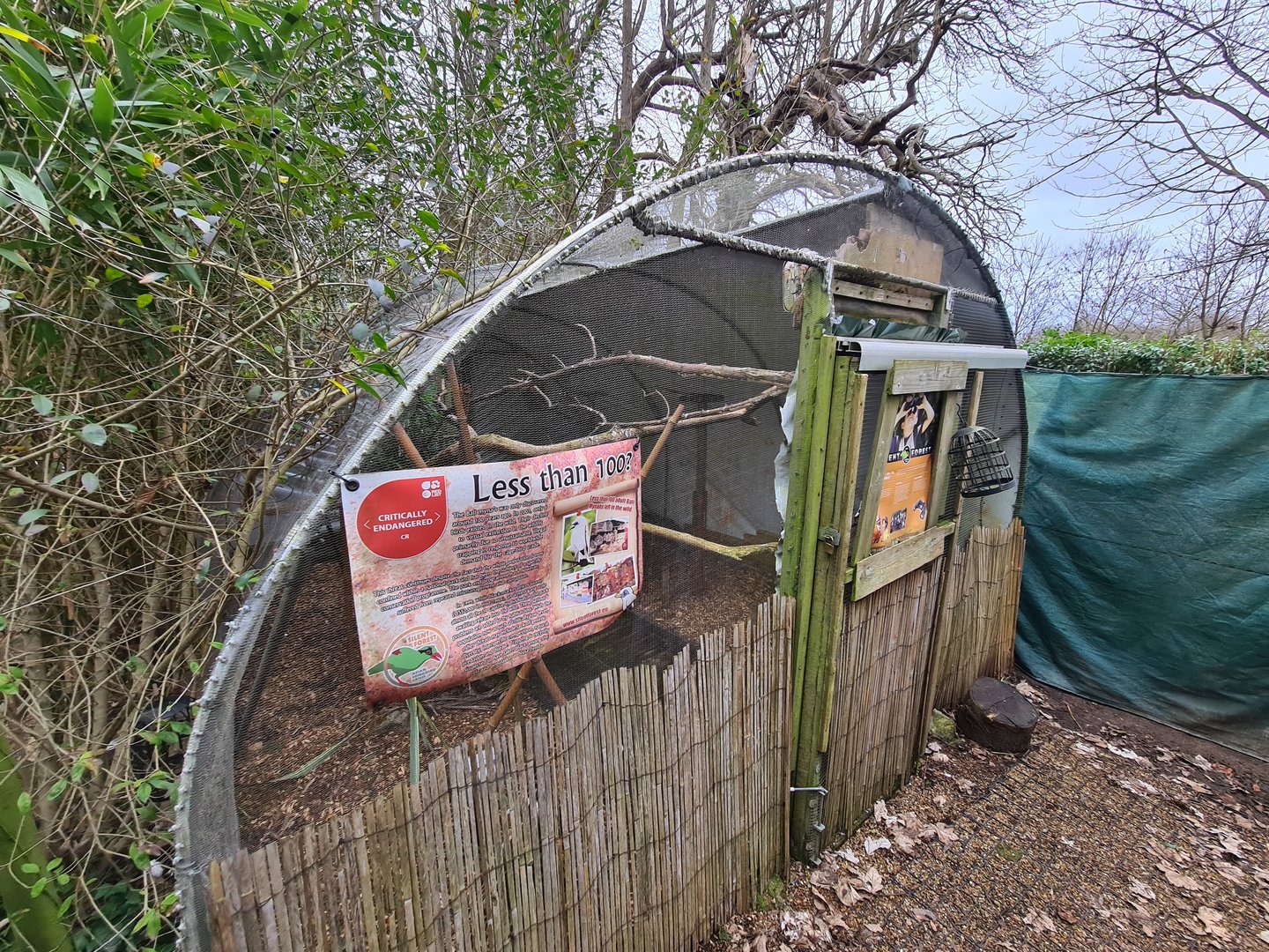 Bali Starling Exhibit