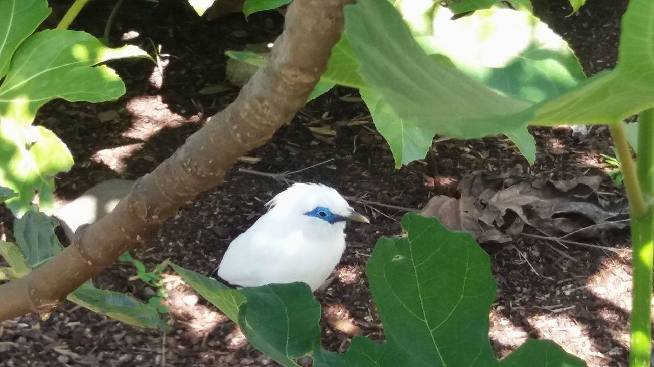 Bali starling in Temple walkthrough