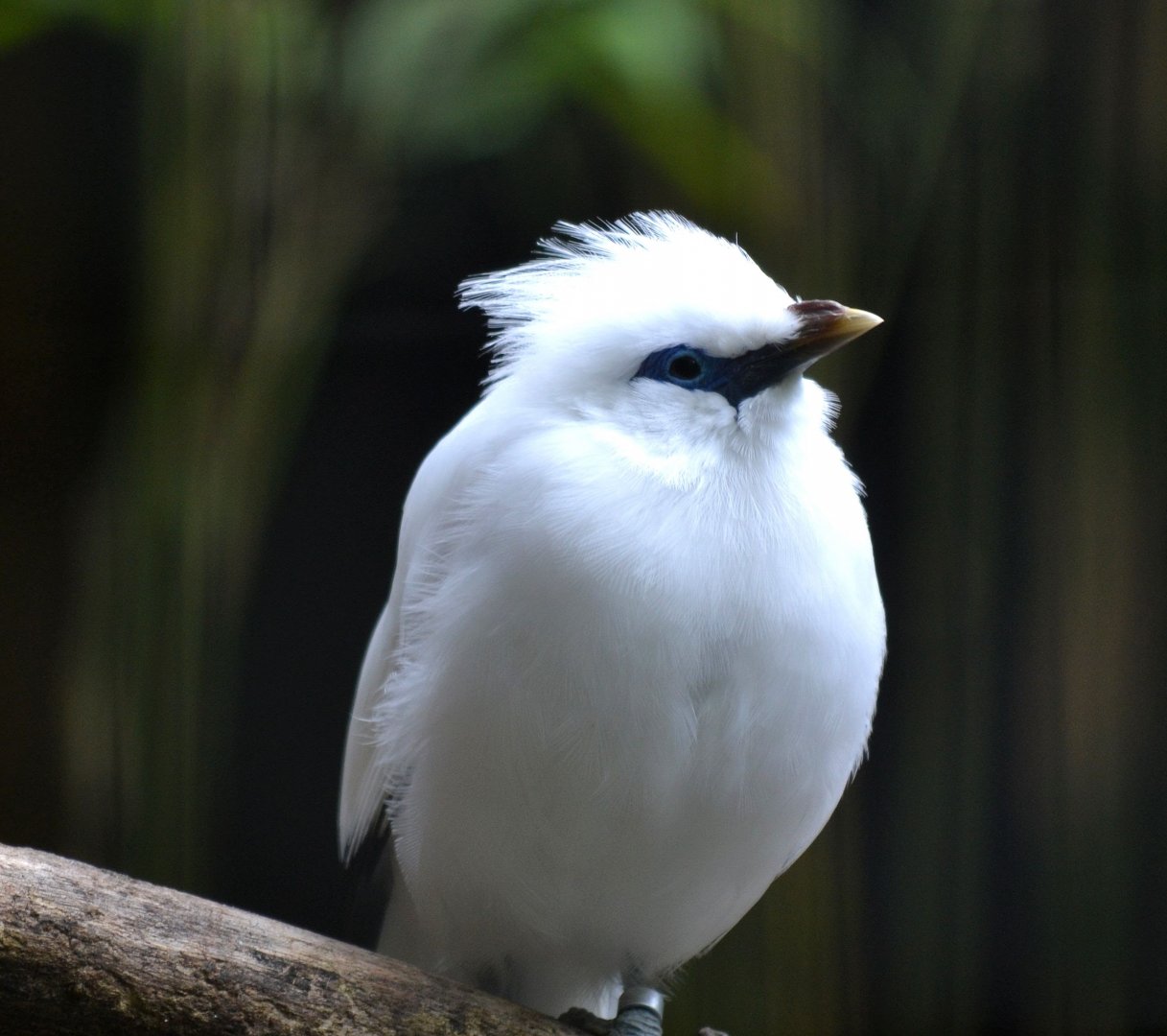 Bali Starling - June 2016