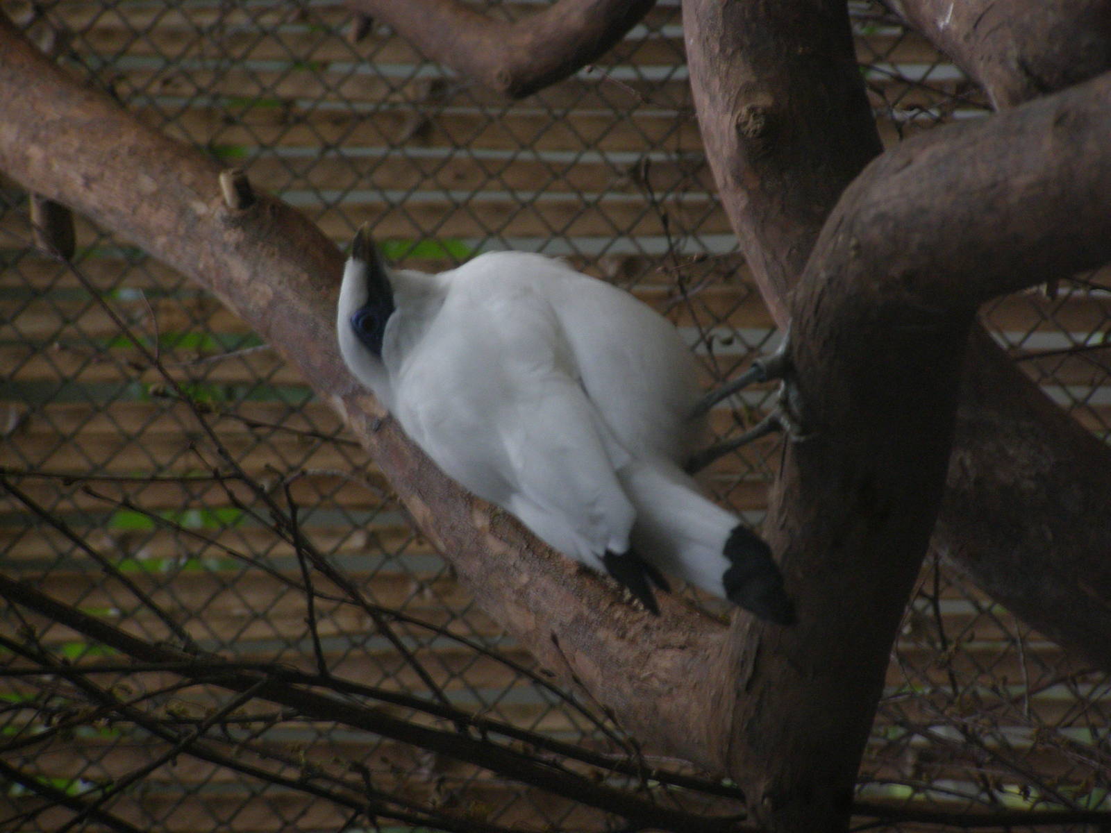 Bali starling (Leucopsar rothschildi)