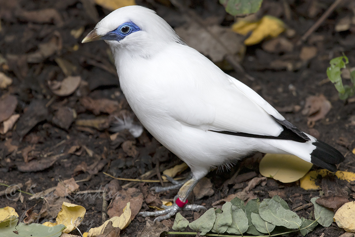 Bali starling (Leucopsar rothschildi)