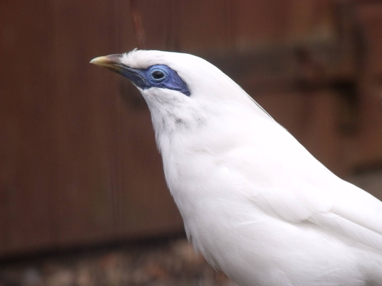 Bali Starling/ Rothschilds Mynah
