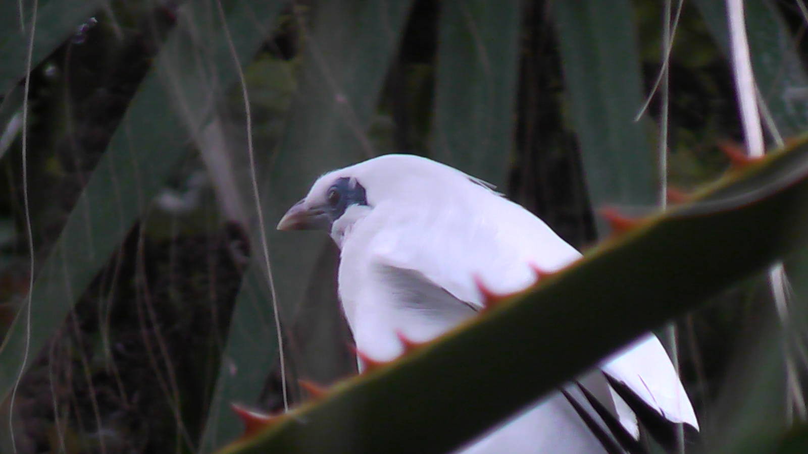 Bali Starling - RSCC August 2010