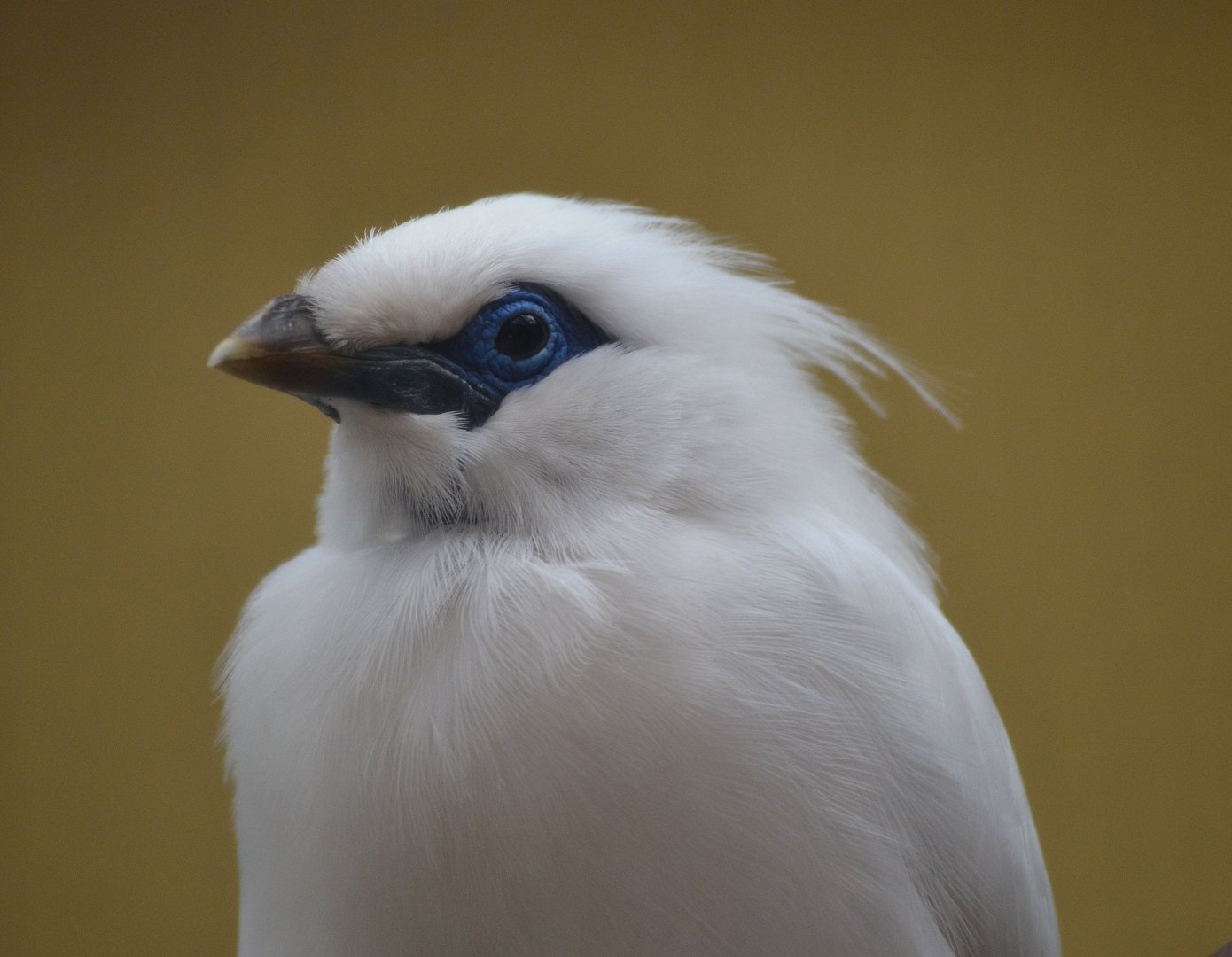 Bali Starling - September 2016