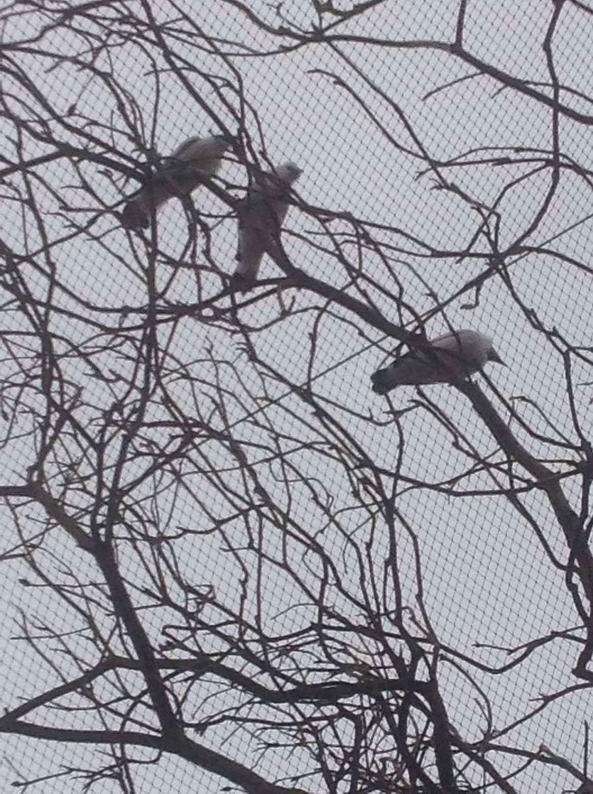 Bali starling temple