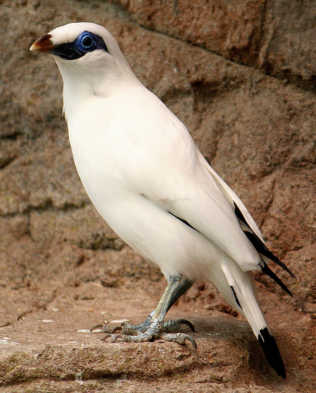 Bali Starling