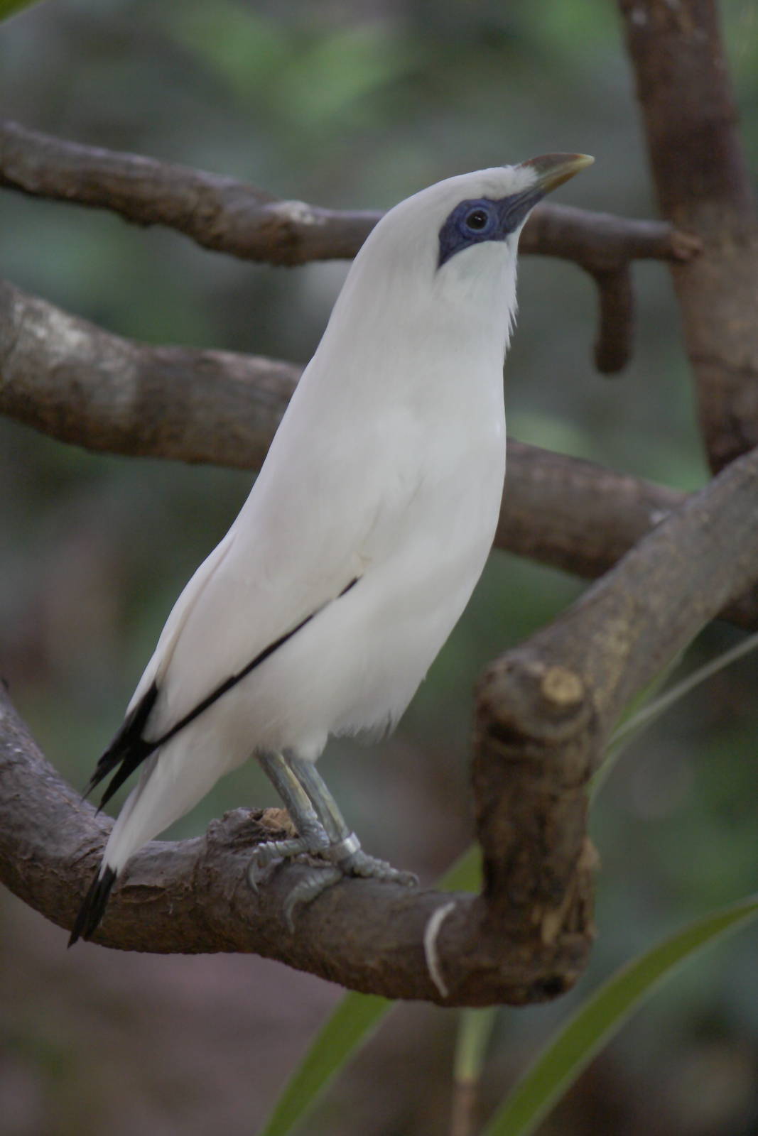 Bali starling