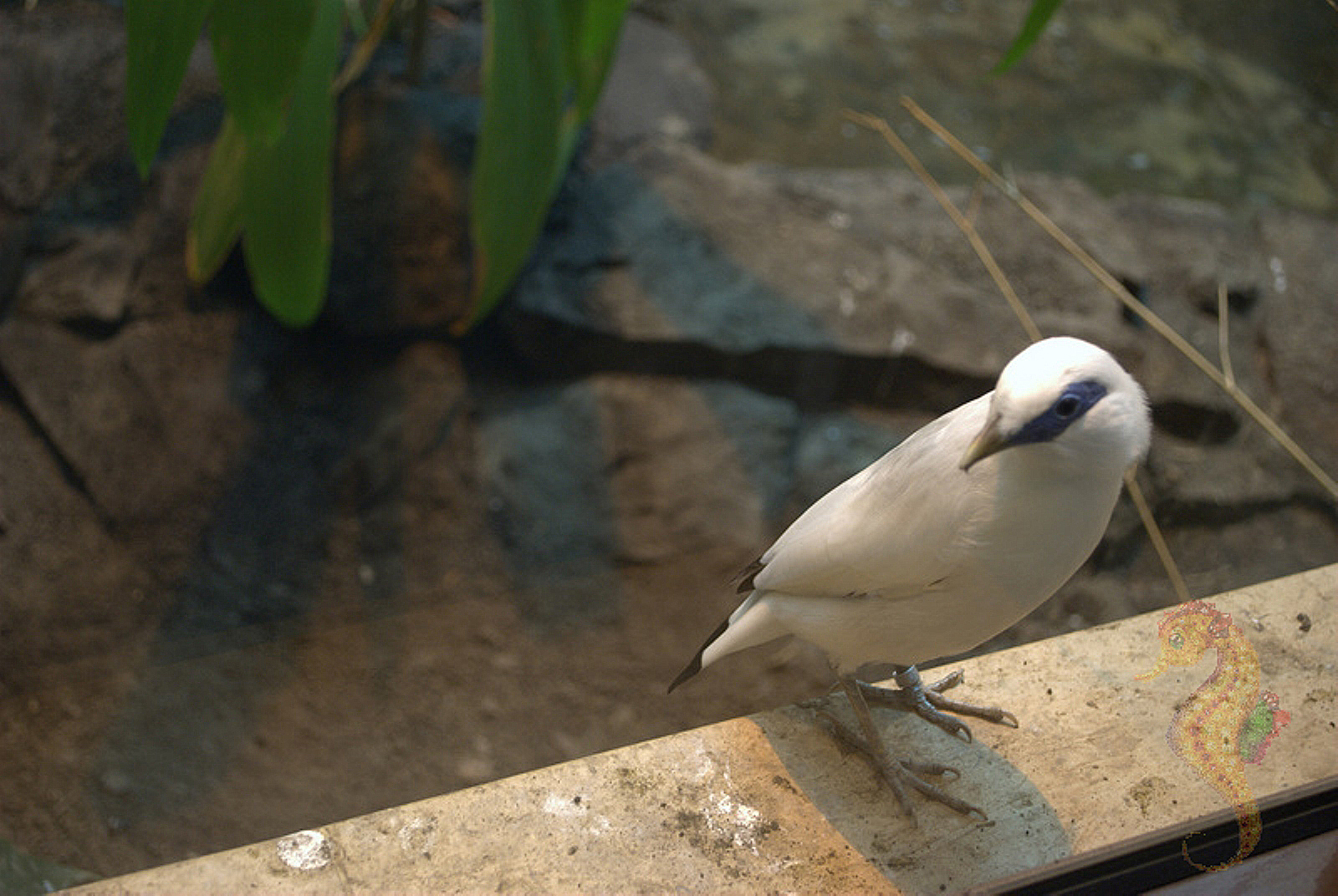 Bali Starling