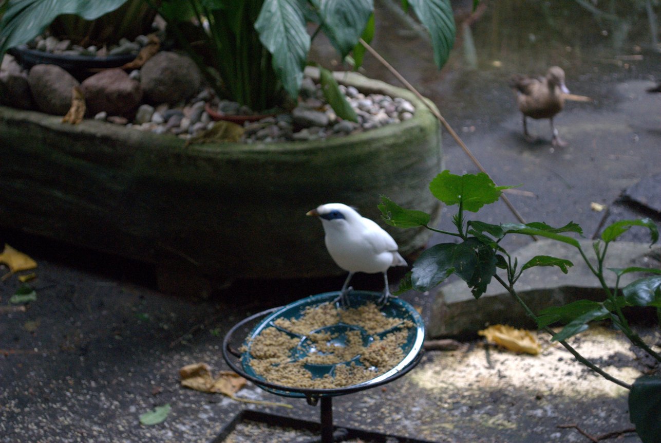 Bali Starling