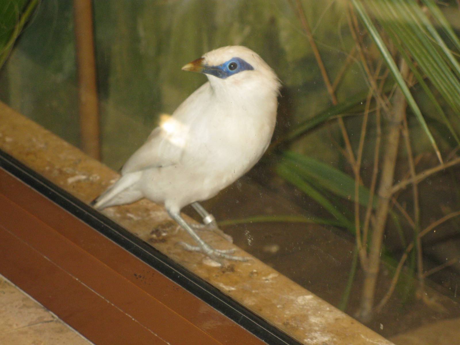 Bali Starling