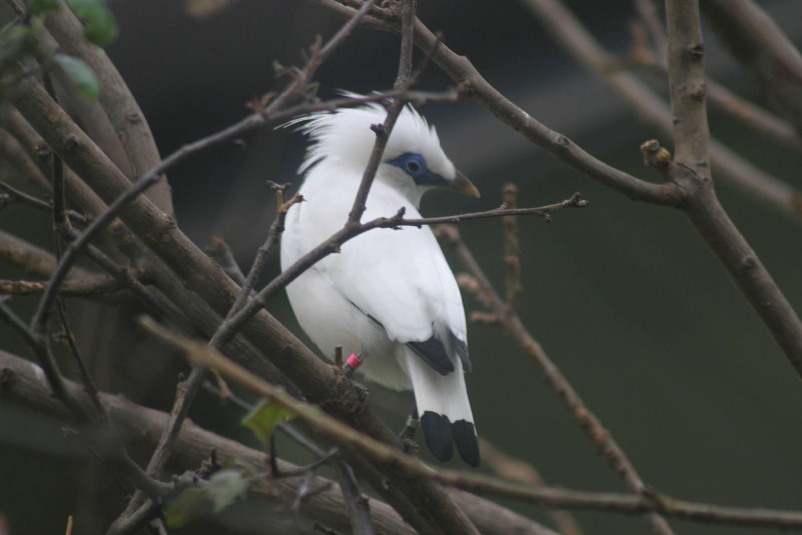 Bali Starling