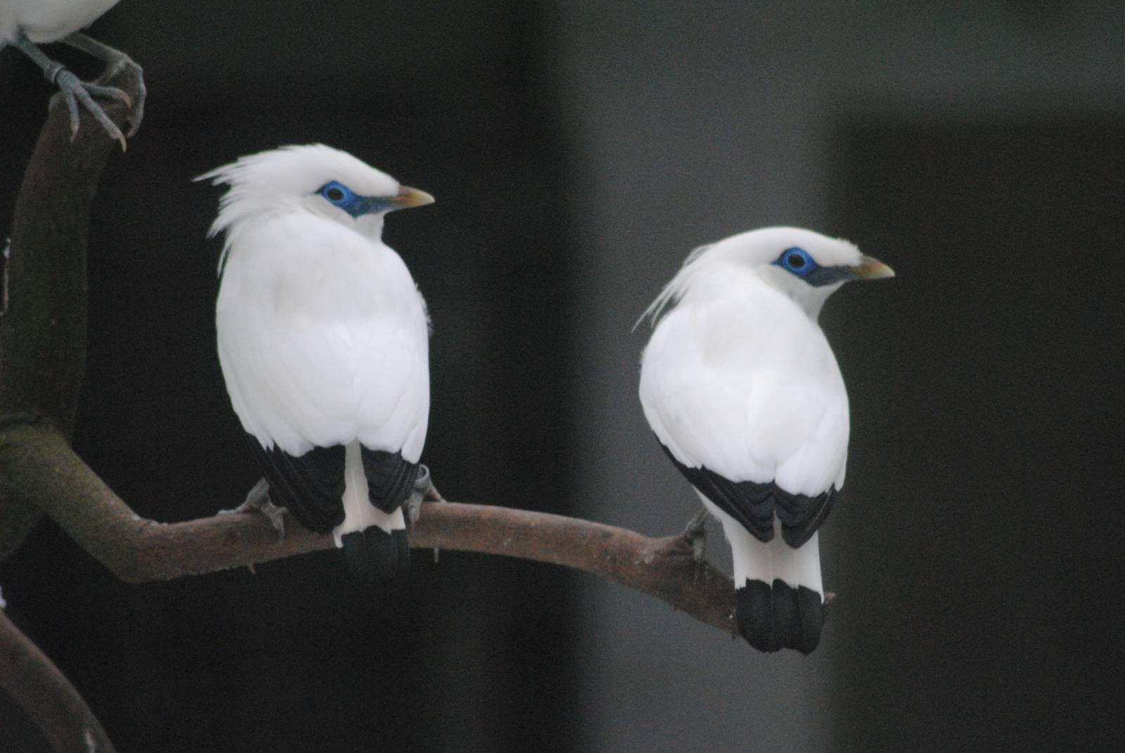 Bali Starling