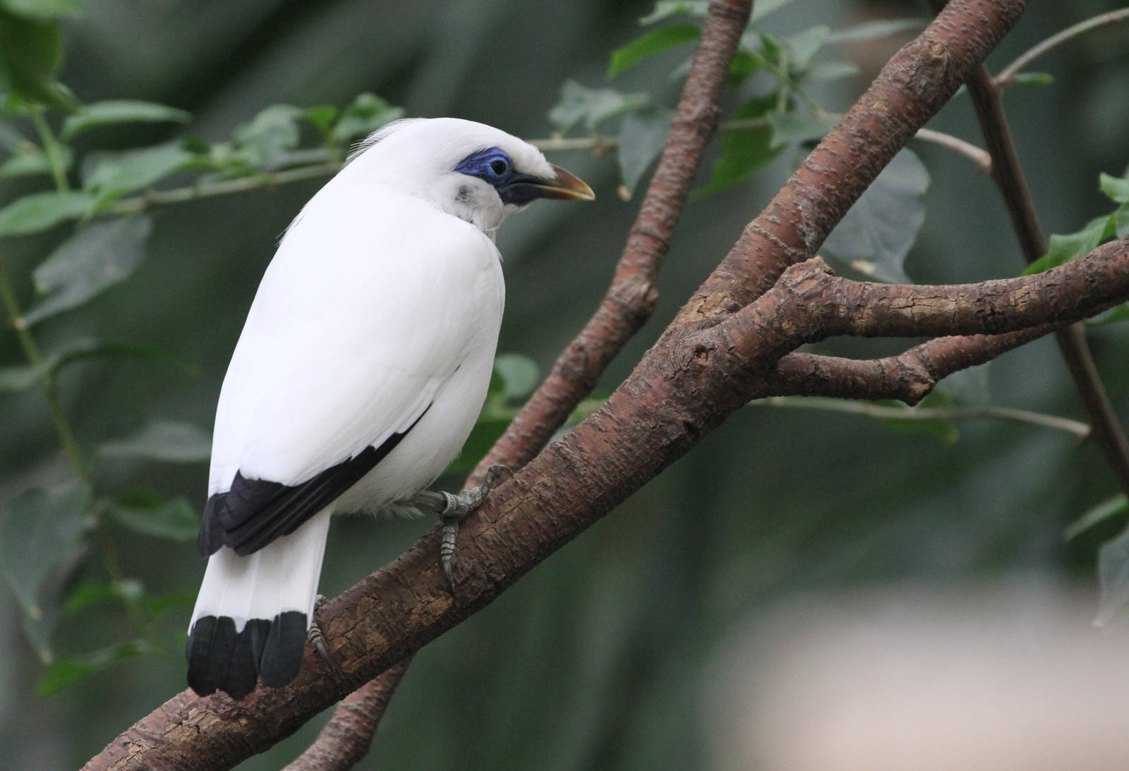 Bali Starling