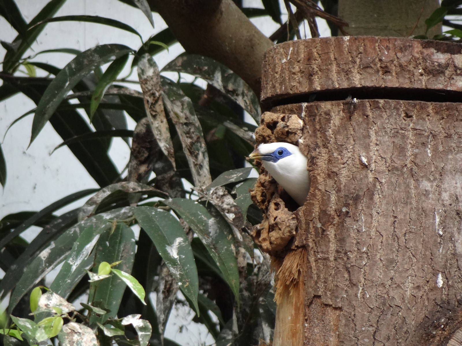Bali starling