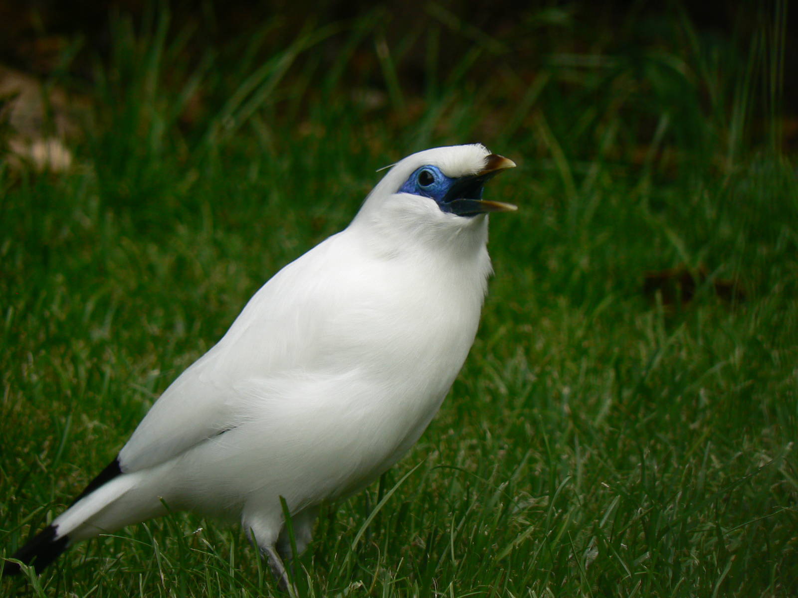 Bali Starling