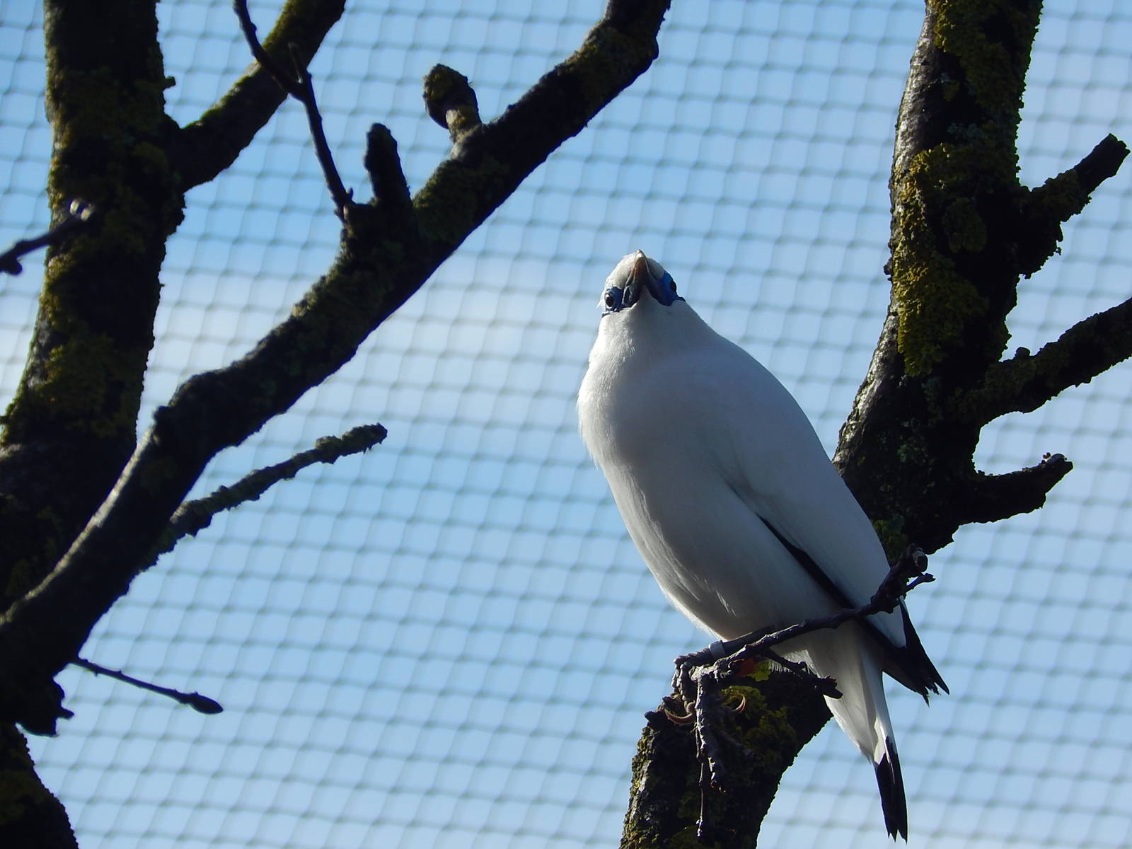 Bali Starling