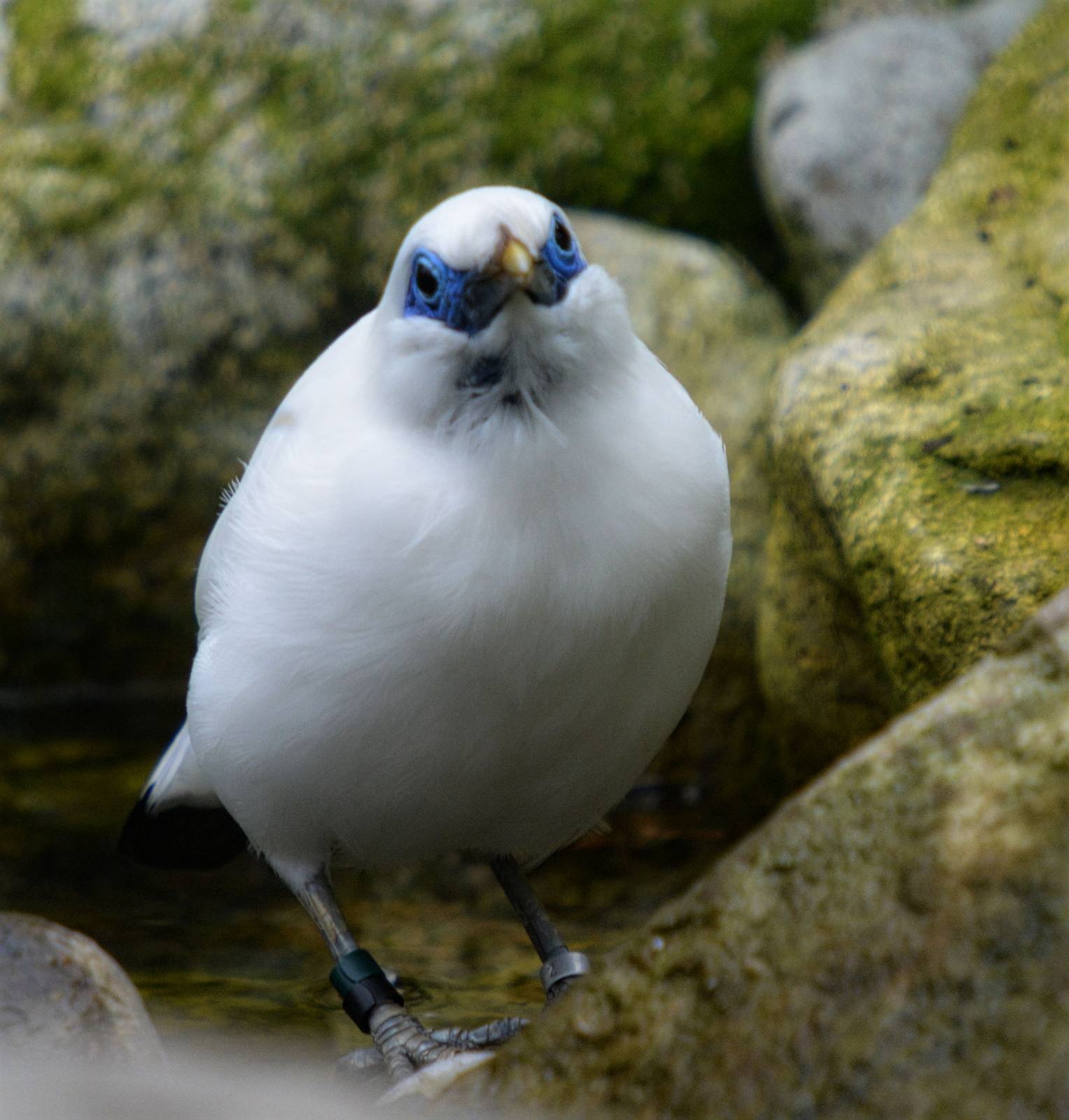 Bali Starling